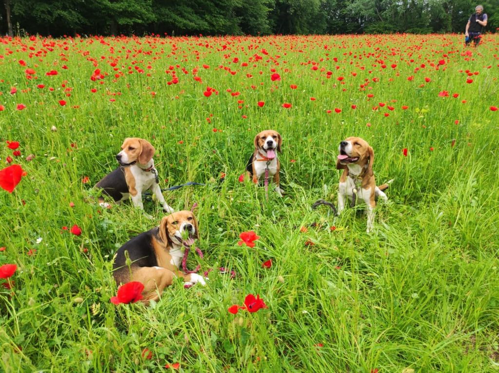 Nouveau mariage, chiots à l'horizon !